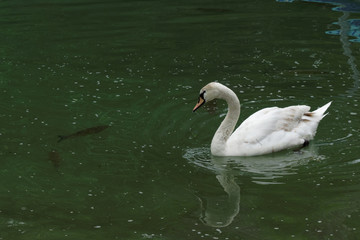 Statuesque swan swimming in the water