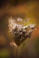 Seed head of Queen Anne's Lace in the fall with shallow depth of field.