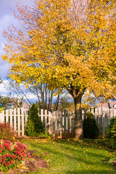 Fall Landscape Of A Home Garden.