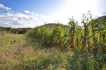 Obraz premium Small corn plantation lit by the sunlight in the fields near San Ignacio, Belize. Central America