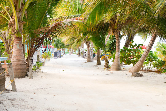 The white sand alley shaded by the palm trees by the Caribbean beach at Caye Caulker island, Belize