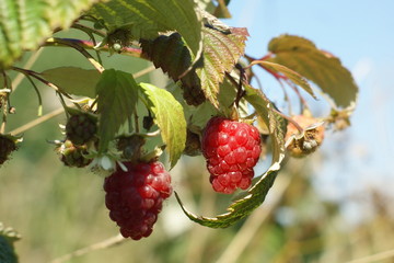 Raspberry