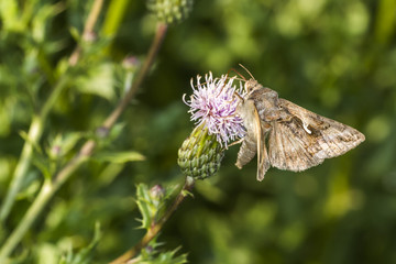 Obraz premium Gammaeule (Autographa gamma)
