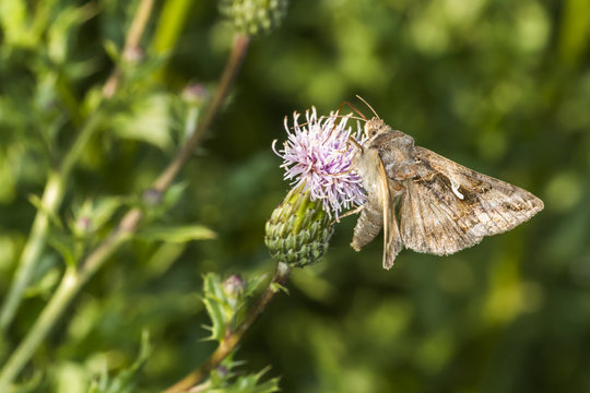 Gammaeule (Autographa gamma)