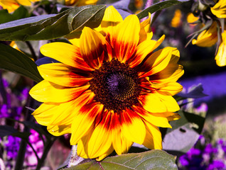 Naklejka premium Sonnenblume