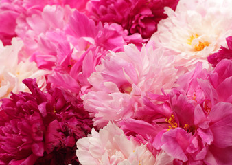 Different color peonies