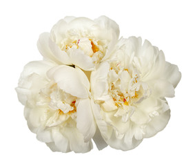Three white peony flowers
