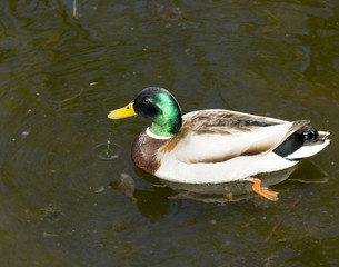 Wild male duck