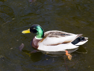 Wild male duck