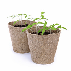 Semis de tomates dans des pots en tourbe