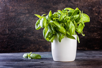 Basil bunch on the white cup on dark wooden background.
