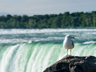 Fototapeta na wymiar Canadian Horseshoe Falls at Niagara