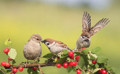  birds sparrows sitting on a branch with berries cherry and flap their wings
