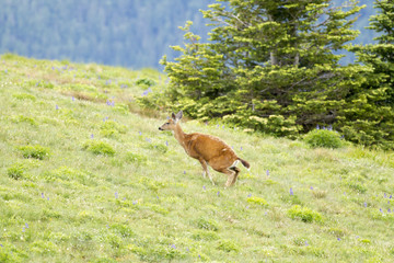 Fototapeta premium Black-tailed deer squats for relief.
