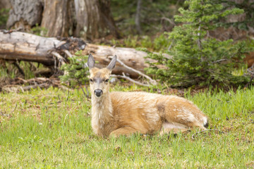 A female black-tailed deer, Odocoileus hemionus columbianus, lays comfortably in the grass on Hurricane Ridge in Washington.
