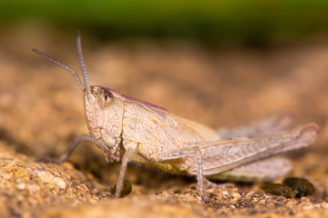 Field grasshopper (Chorthippus brunneus) brown form in profile. Short-winged insect in family Acrididae, with pink pronotal shield and hairy underside