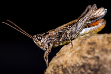 Field grasshopper (Chorthippus brunneus) with orange on abdomen. Long-winged insect in family Acrididae, with sharply indented shield and hairy underside