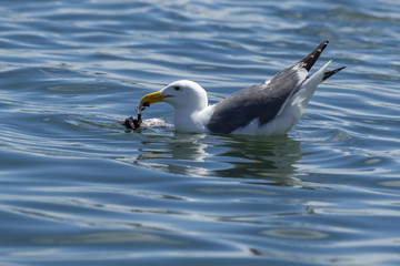 Herring Gull feeds on dead bird in water.