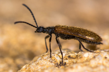 Lagria hirta beetle in profile. A hairy beetle in the family Tenebrionidae, said to feed on Asteraceae and Apiaceae plants