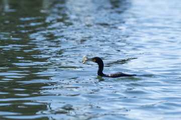 Pelagic Cormorant holds onto wiggling fish.