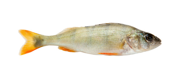 Fish perch isolated on white background