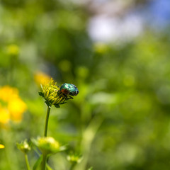 cetonia aurata on a bud of a yellow flower
