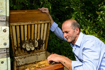 Wildbau im Bienenstock