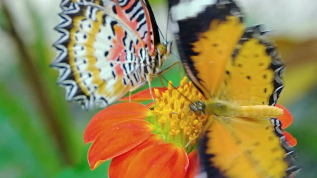 Two Leopard Lacewing butterflies, flapping their bright orange wings as they feed on the nectar of a colorful flower. Video 3840x2160