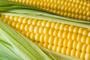 Ripe corn grains on cob and green leaves. Closeup