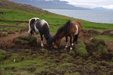 Islandpferde