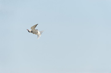 Common Tern spins in flight
