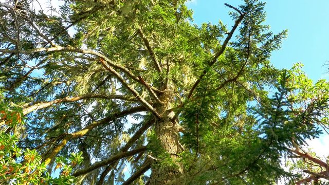 4K Up Point of View of Douglas Fir Pine Tree, Green Tree in Forest and Blue Sky