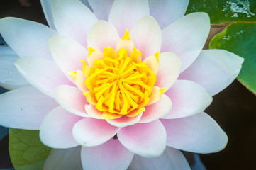 white water lily with yellow centre
