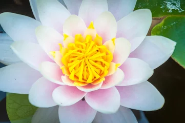Photo sur Plexiglas Nénuphars white water lily with yellow centre