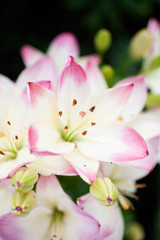 Beautiful lilies