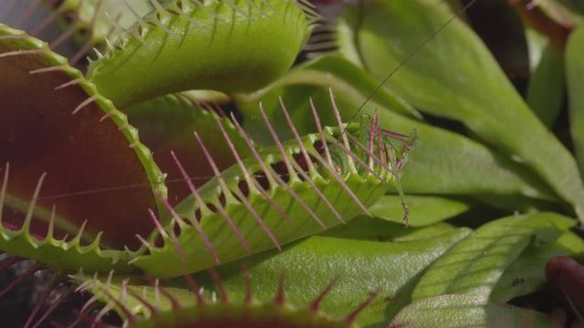 CLOSE UP: Grasshopper gets caught in carnivorous snap trap plant