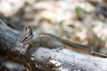 Merriam's Chipmunk (Tamias merriami) on Log; Pinnacles National Park, California