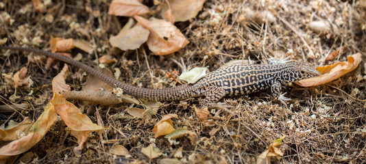 California Whiptail (Aspidoscelis tigris munda) Adult. Pinnacles National Park, San Benito County, California, USA.