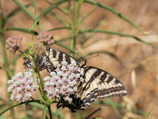 Anise Swallowtail - Papilio zelicaon - feeding off flower nectar
