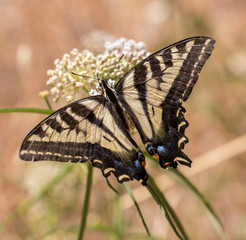 Anise Swallowtail - Papilio zelicaon - feeding off flower nectar