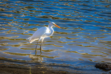 White great egret (Ardea alba) on a lake