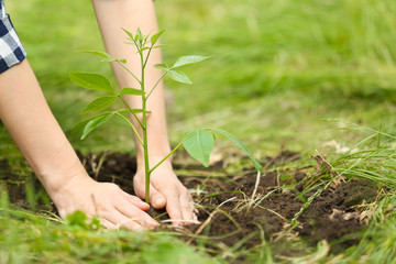 Fototapeta na wymiar Woman planting tree in garden