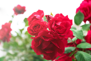 Beautiful roses in garden