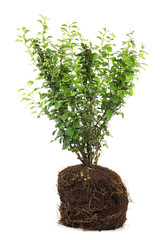 Plant with roots, isolated on white