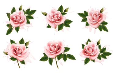 Muurstickers Rozen Mooie set roze sierlijke rozen met bladeren. Vector.