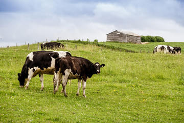 Holstein cows in the pasture