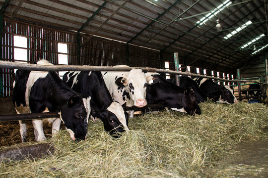Holstein cattle in the barn eating hay