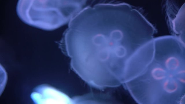 Moon Jellyfish Aurelia Aurita 15