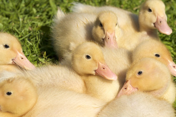 Yellow ducklings on grass