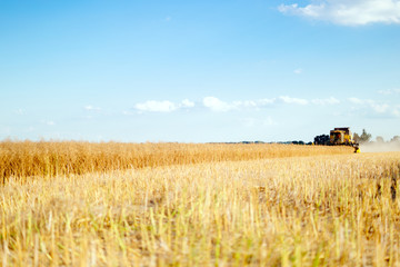 Fototapeta premium Combine working in fields